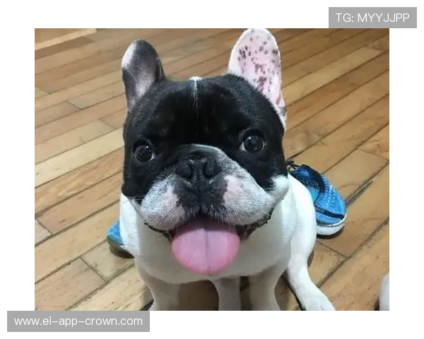 小罗退役后还在夜店蹦迪，豪宅里养了三只斗牛犬